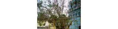 154. திருகரவீரம்